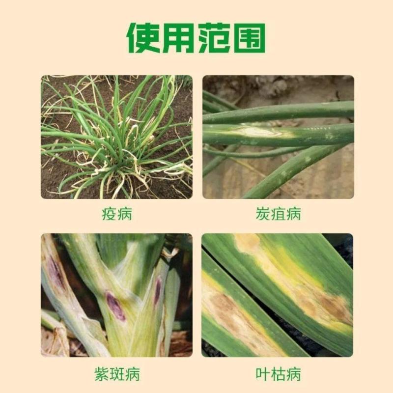 葱姜蒜菌净韭菜干尖灵黄叶一喷绿大葱大姜大蒜韭菜黄叶卷叶病