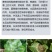 葱姜蒜菌净韭菜干尖灵黄叶一喷绿大葱大姜大蒜韭菜黄叶卷叶病