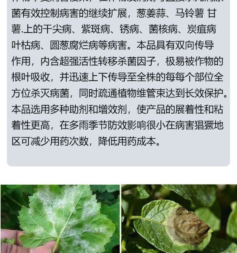 葱姜蒜菌净韭菜干尖灵黄叶一喷绿大葱大姜大蒜韭菜黄叶卷叶病