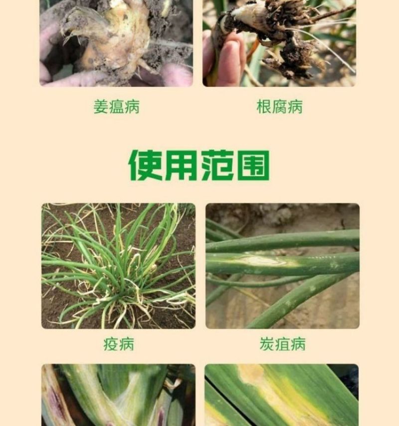 葱姜蒜菌净韭菜干尖灵黄叶一喷绿大葱大姜大蒜韭菜黄叶卷叶病