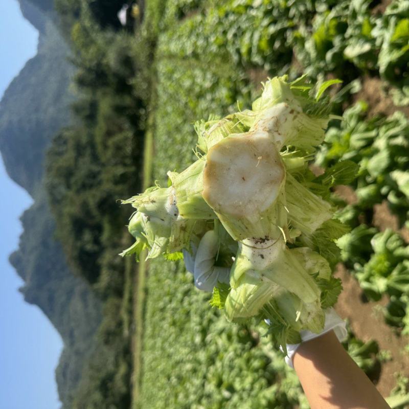 儿菜芽芽菜已上市