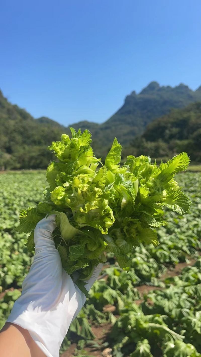 儿菜芽芽菜已上市