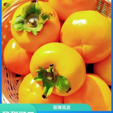 【果园直发】山西阳丰甜脆柿子带箱5斤现摘新鲜孕妇水果甜柿