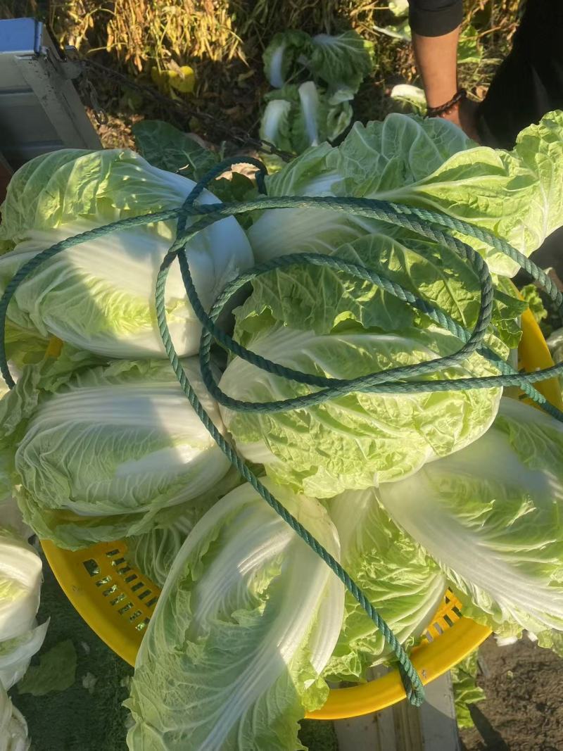【推荐】江苏黄心白菜量大从优保质保量对接全国商超团购等