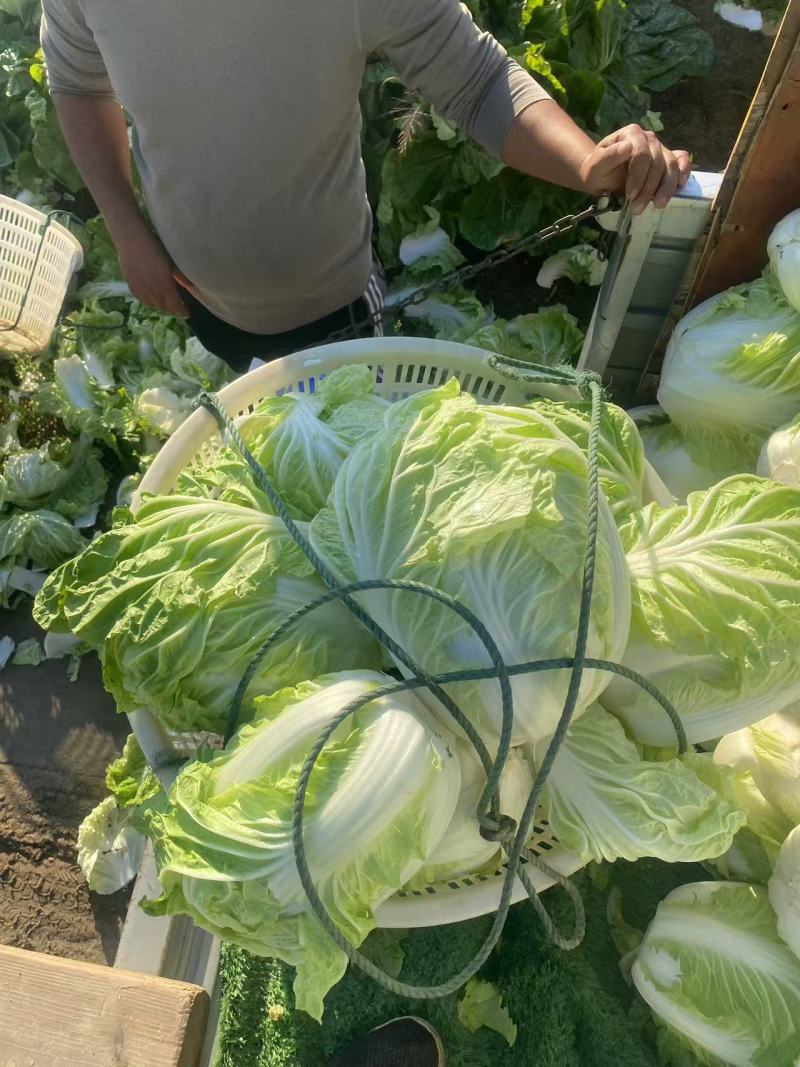 【推荐】江苏黄心白菜量大从优保质保量对接全国商超团购等