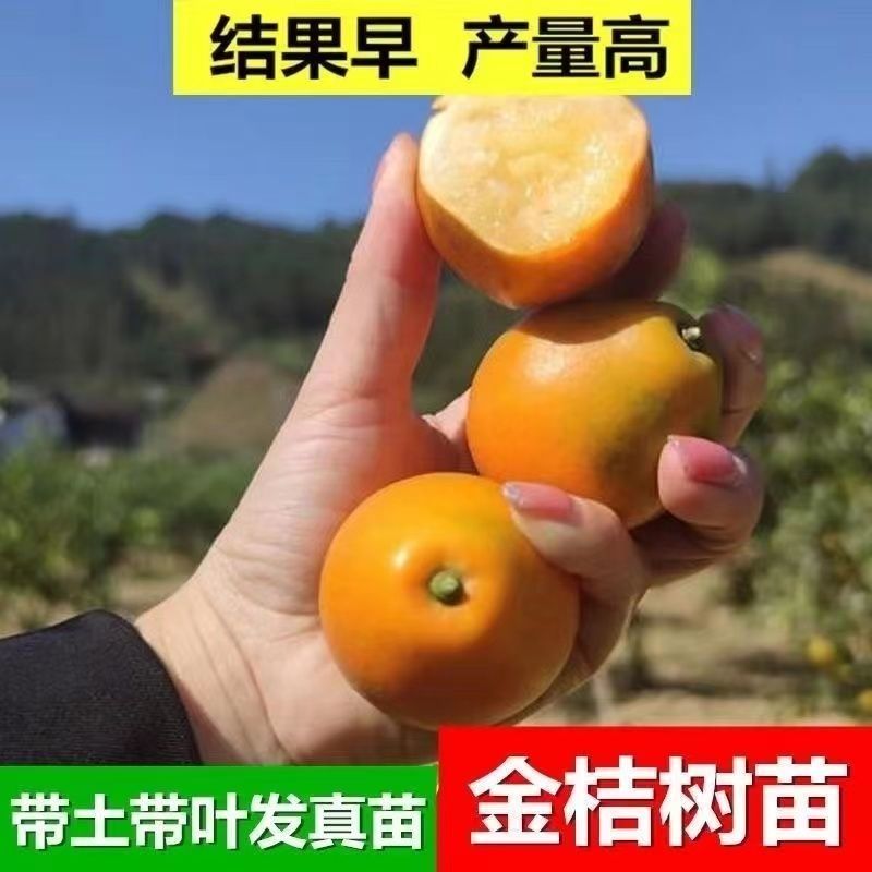 脆蜜金桔脆皮金桔广西融安金桔树苗大果新品种高产第三代
