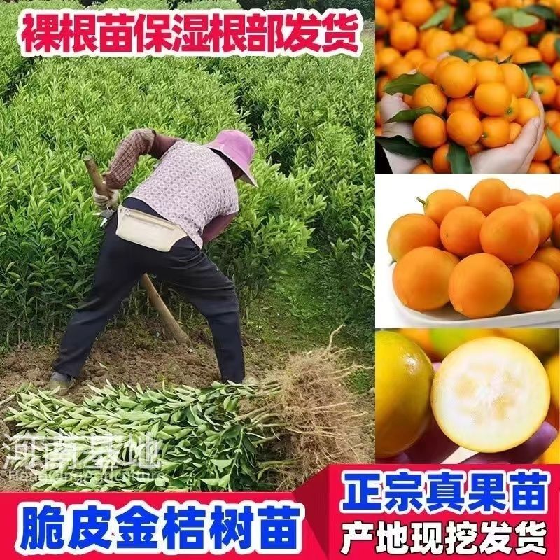 脆蜜金桔脆皮金桔广西融安金桔树苗大果新品种高产第三代