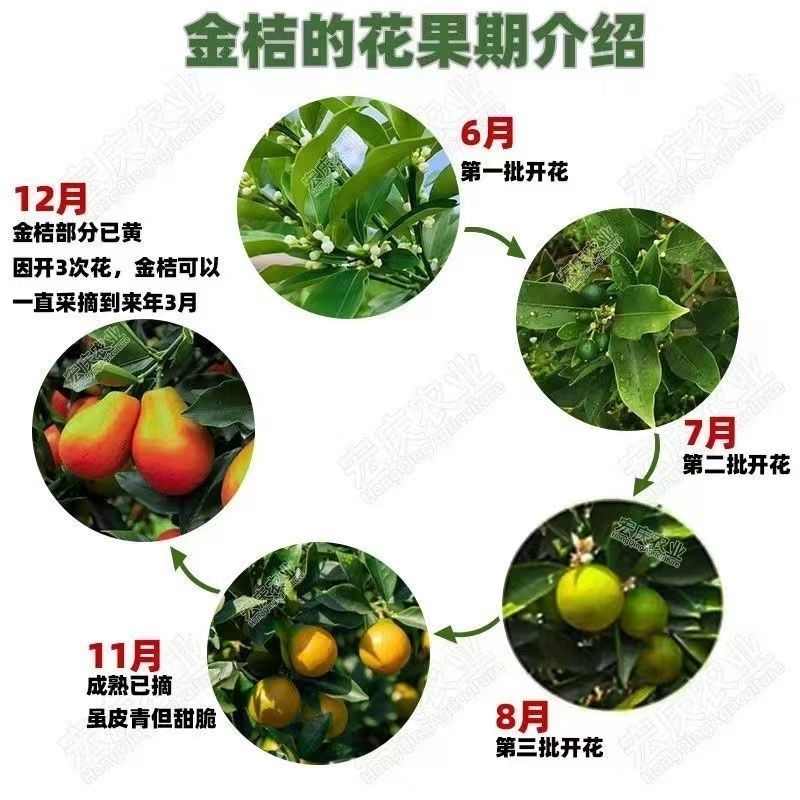 脆蜜金桔脆皮金桔广西融安金桔树苗大果新品种高产第三代