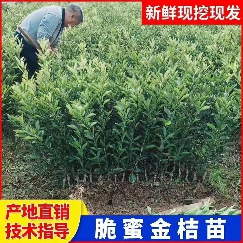 脆蜜金桔脆皮金桔广西融安金桔树苗大果新品种高产第三代