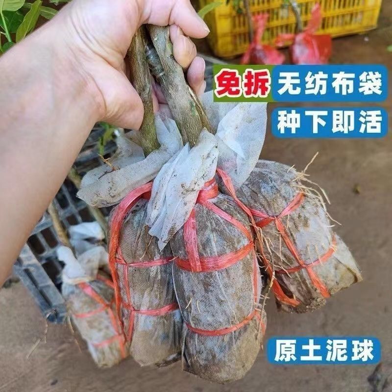 脆蜜金桔脆皮金桔广西融安金桔树苗大果新品种高产第三代