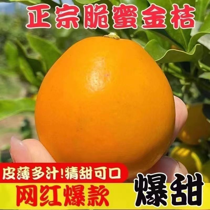 脆蜜金桔脆皮金桔广西融安金桔树苗大果新品种高产第三代