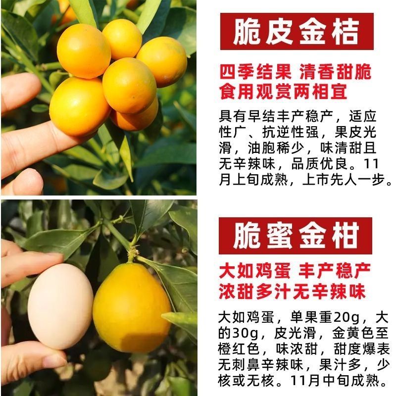脆蜜金桔脆皮金桔广西融安金桔树苗大果新品种高产第三代