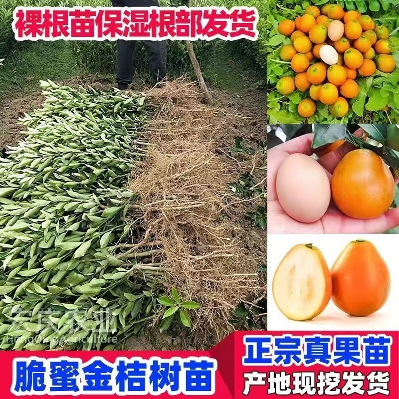 脆蜜金桔脆皮金桔广西融安金桔树苗大果新品种高产第三代