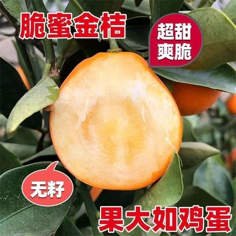 脆蜜金桔脆皮金桔广西融安金桔树苗大果新品种高产第三代