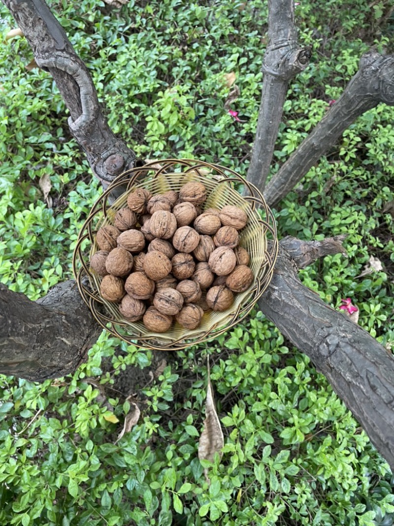 红衣核桃批发