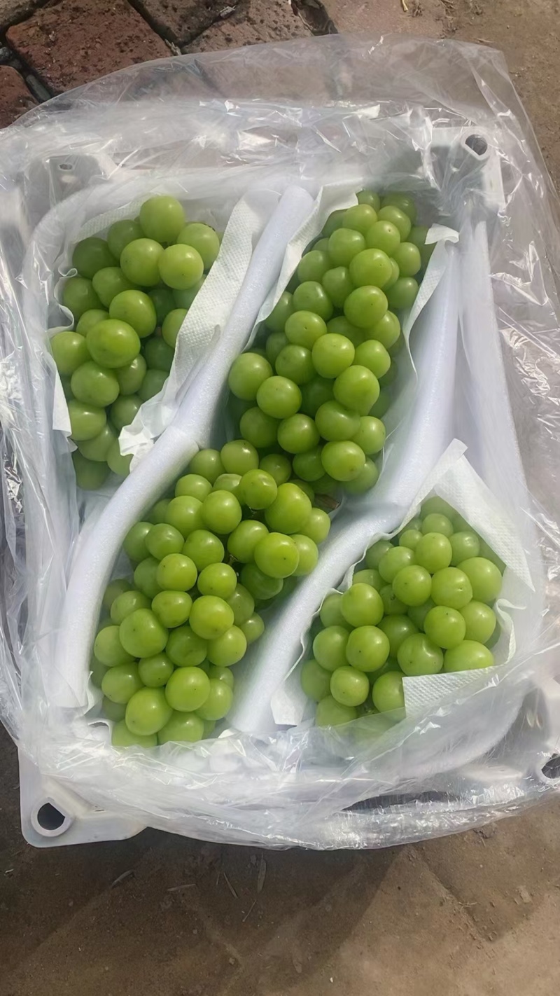 阳光玫瑰