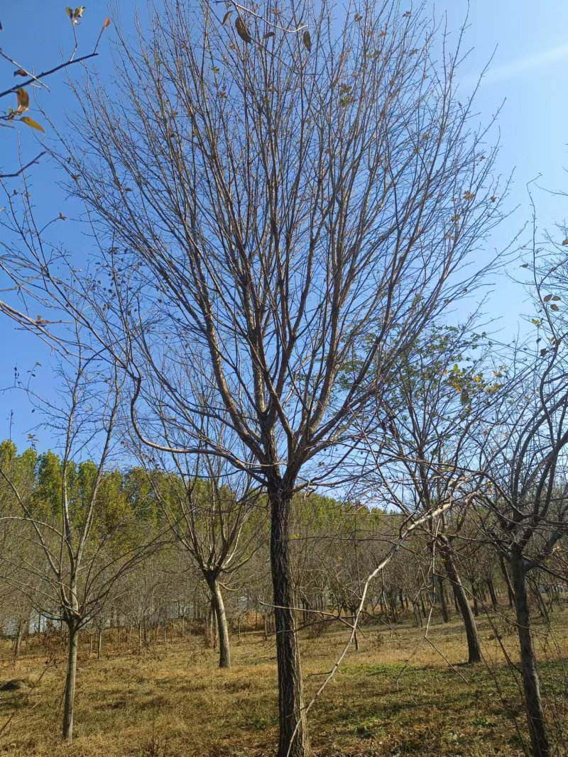 流苏树12公分15公分16公分18公分19公分20公分