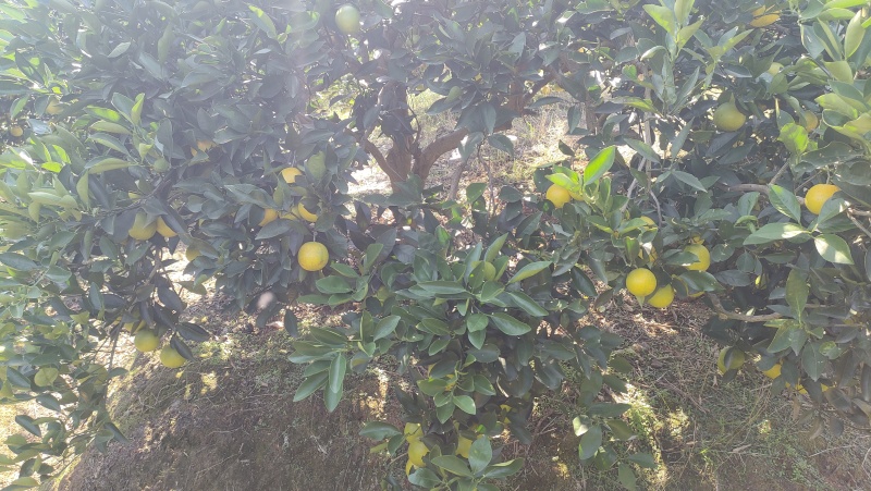 冰糖橙