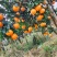 爱媛果冻橙，皮薄多汁，现摘现发，当季新鲜爱媛