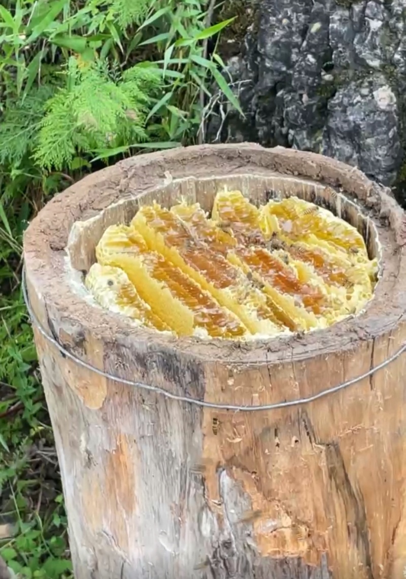 大凉山百花蜂蜜