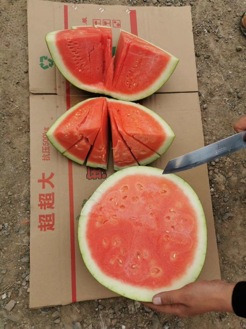 凯卓立东方正大早熟大果无籽西瓜种子单瓜20斤耐寒耐热耐裂