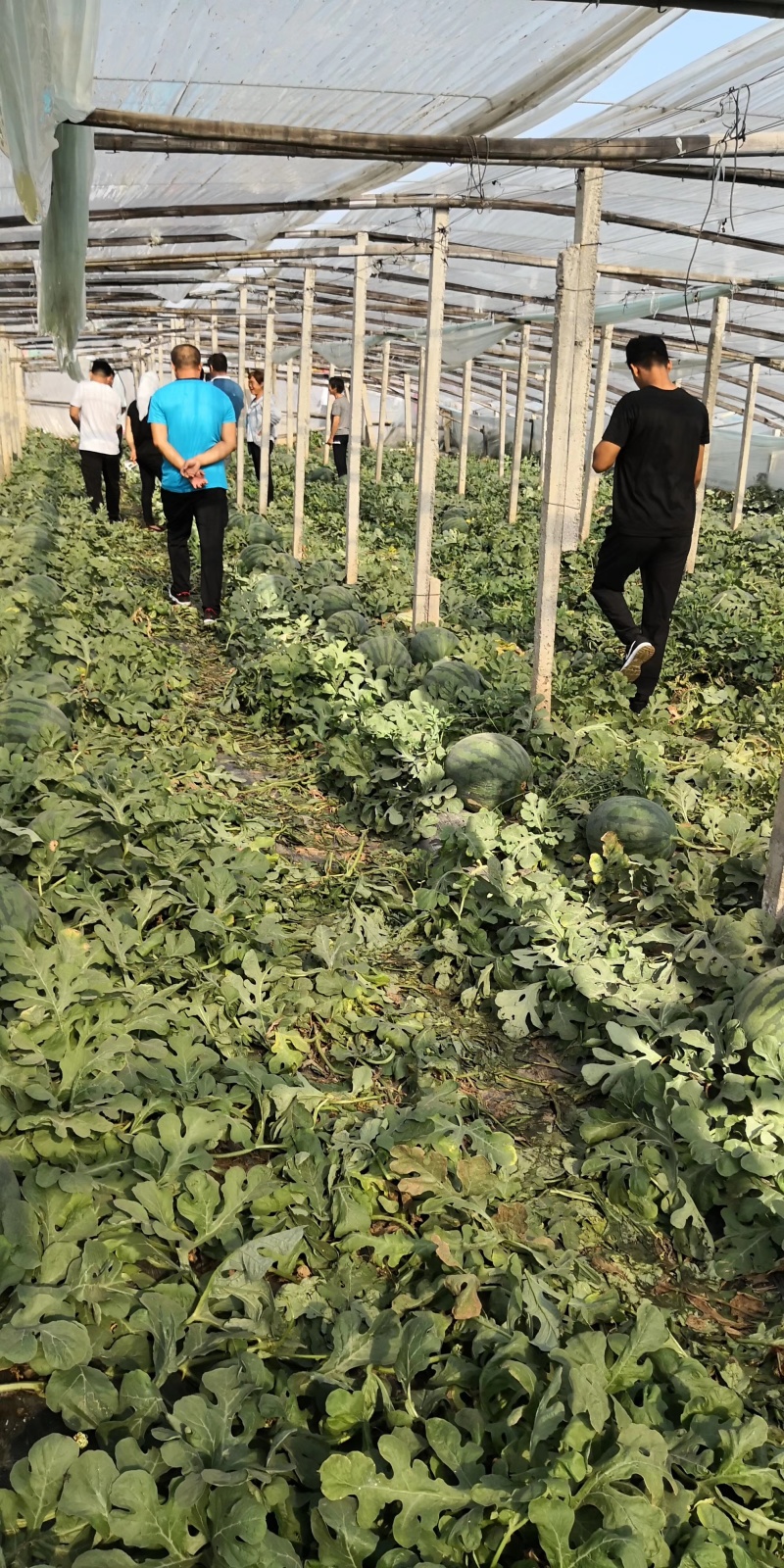 凯卓立东方正大早熟大果无籽西瓜种子单瓜20斤耐寒耐热耐裂
