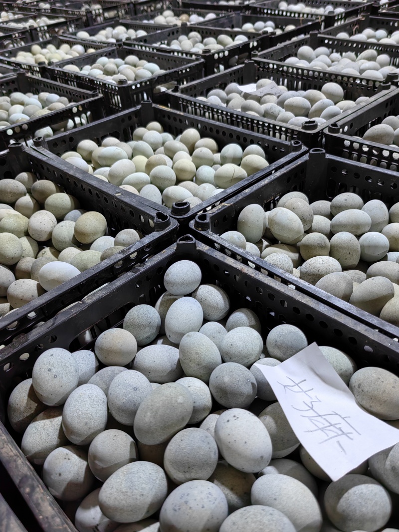 选货：麻壳松花蛋，常年有货，量大价优，全国发货，欢迎合作