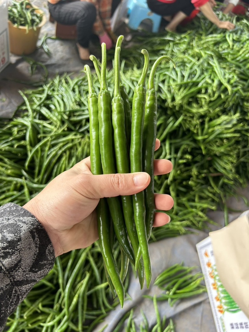 精品线椒产地直发3号线8号线一手货源供应大量货源