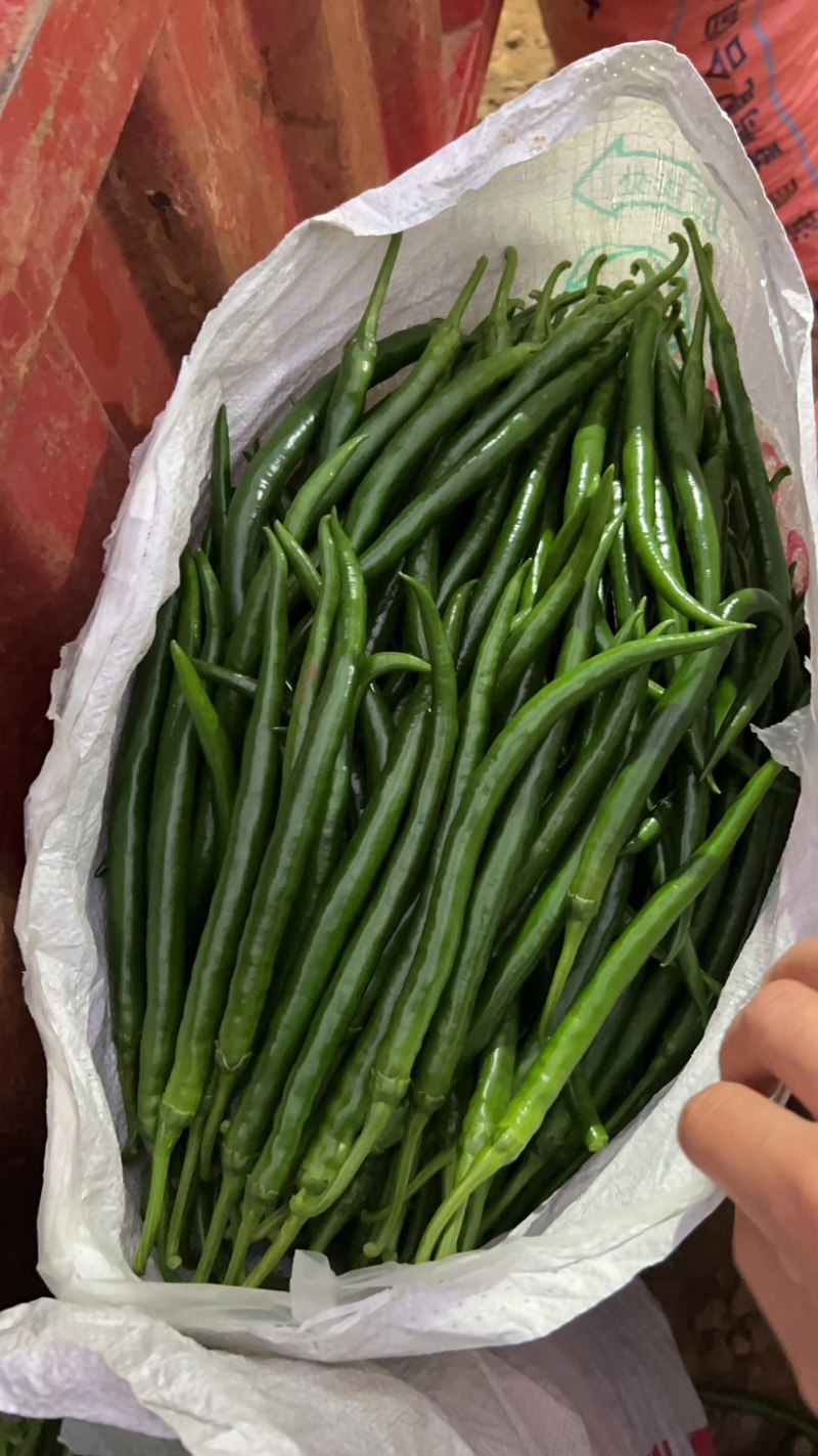 精品线椒产地直发3号线8号线一手货源供应大量货源