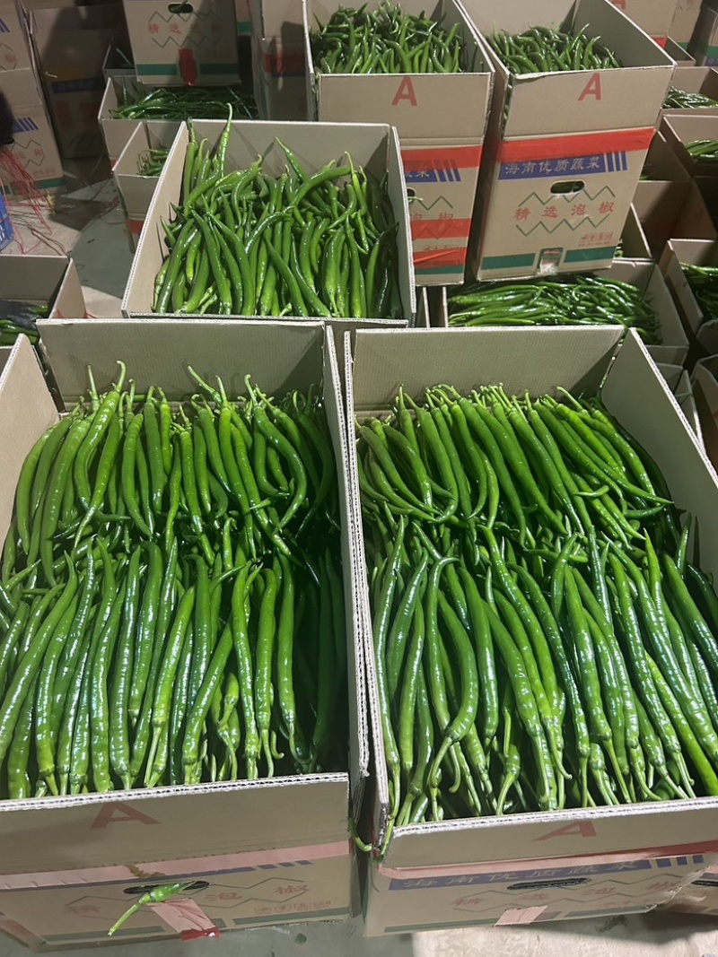 精品线椒产地直发3号线8号线一手货源供应大量货源