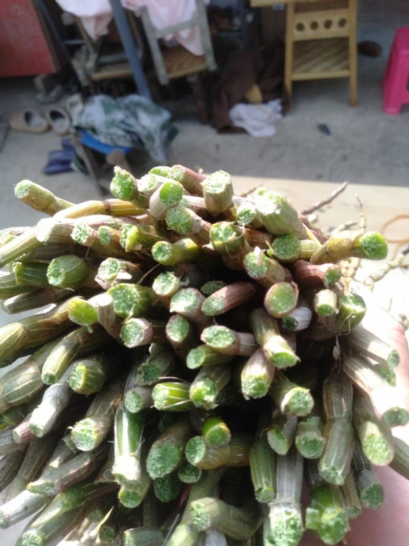 特级精品铁皮石斛鲜条
