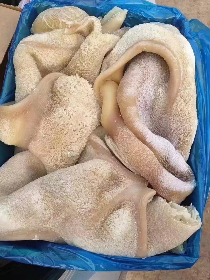 熟牛肚原味凉拌炒菜卤炖锅质量价优对接批发