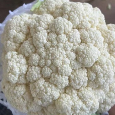 云南松花