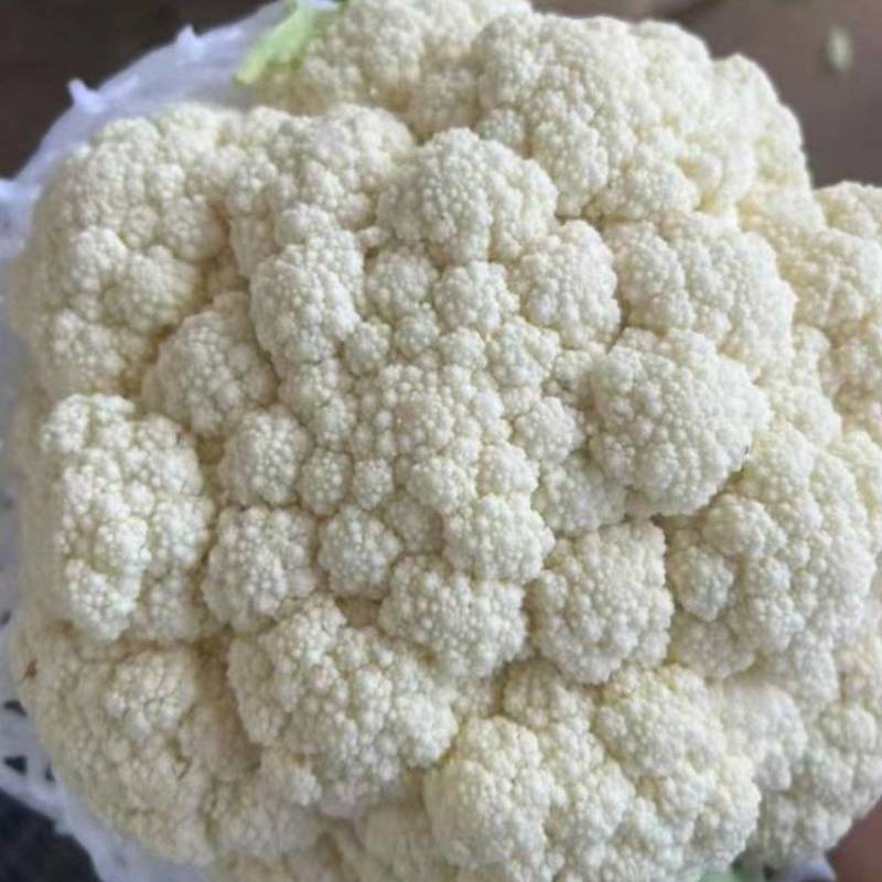 云南松花