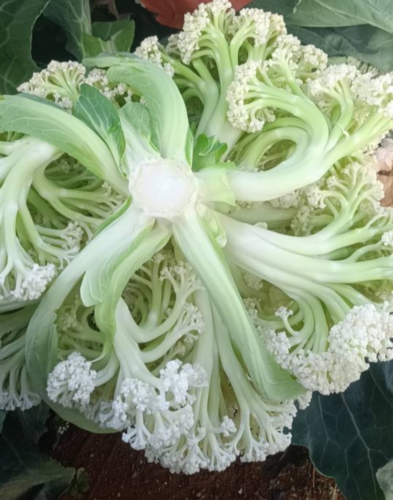 云南松花
