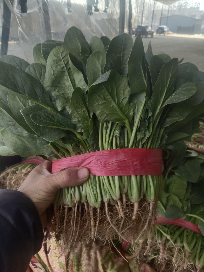 【大叶菠菜】河南安阳滑县颜色翠绿无虫害干叶可打捆