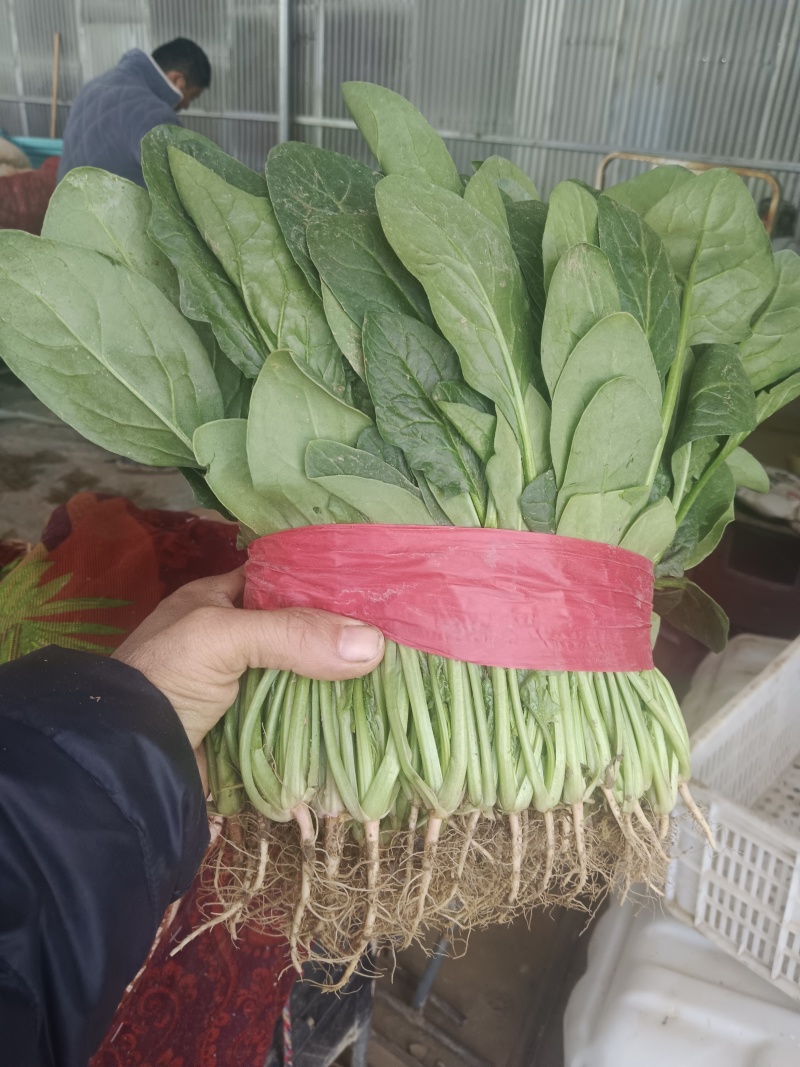 【大叶菠菜】河南安阳滑县颜色翠绿无虫害干叶可打捆