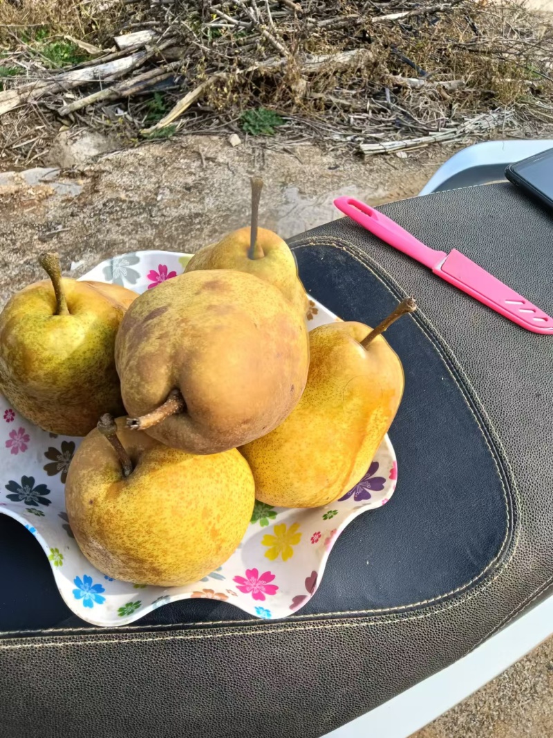 辽宁贵妃梨，自产自销大量现货供应，可视频看货对接全国客商
