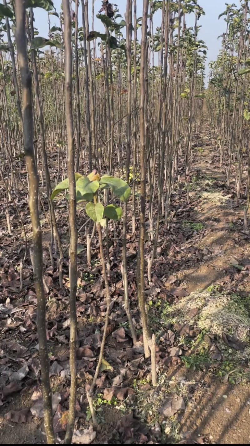 苹果梨树苗