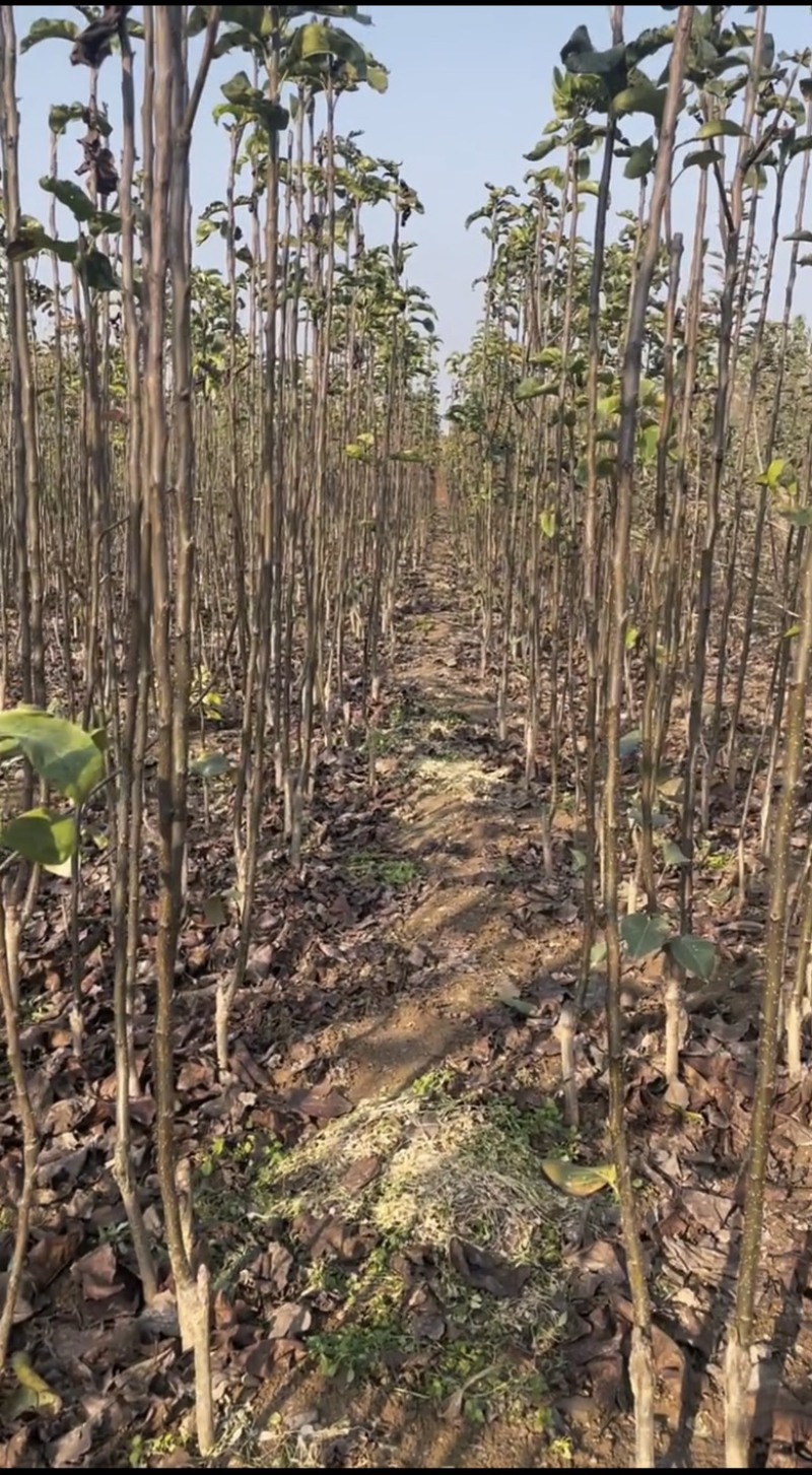 苹果梨树苗