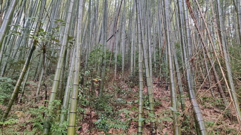 楠竹，毛竹，出售，大鹏专用。。。