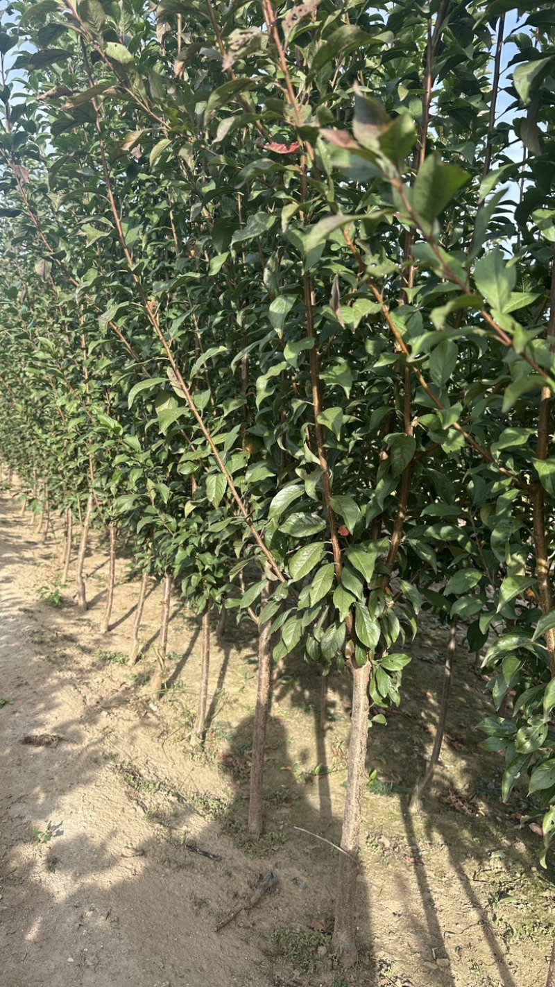 黑霸王李子树苗