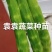 二青香莴笋苗