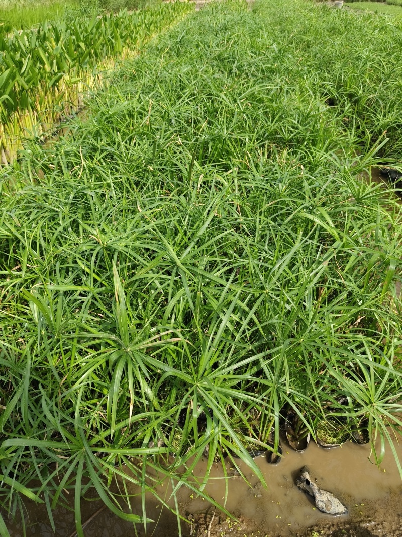 风车草旱伞草