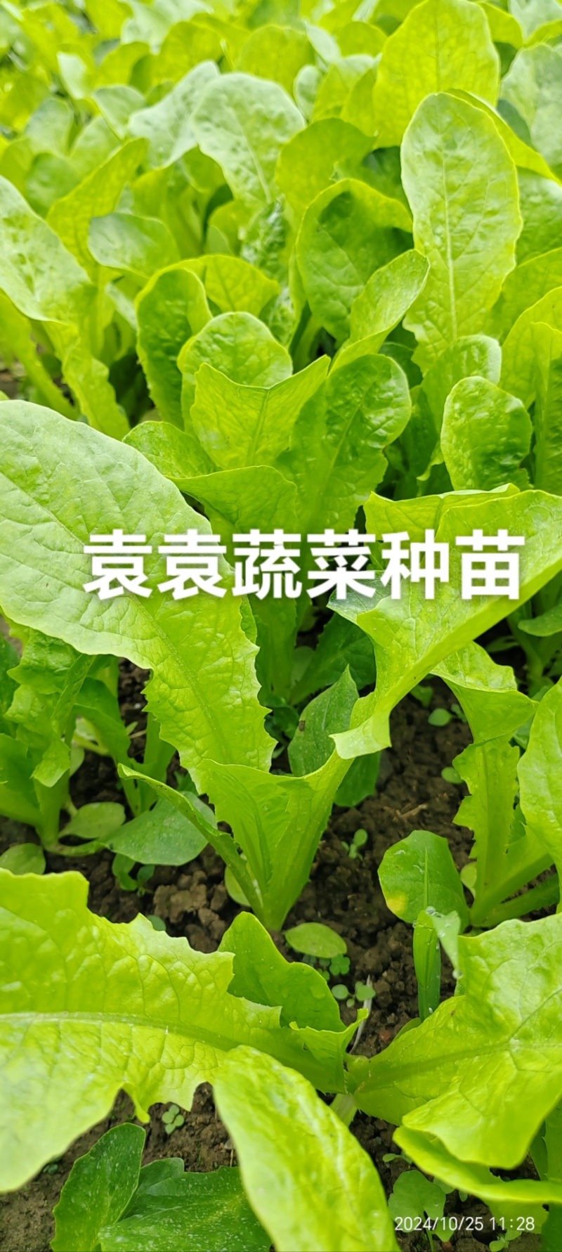 二青香莴笋苗