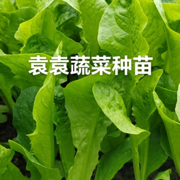 二青香莴笋苗