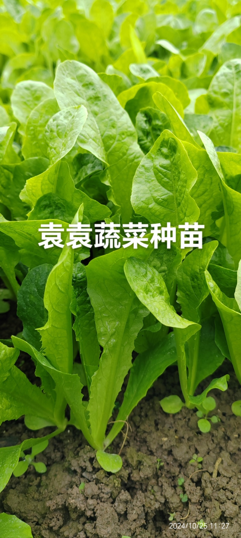 二青香莴笋苗