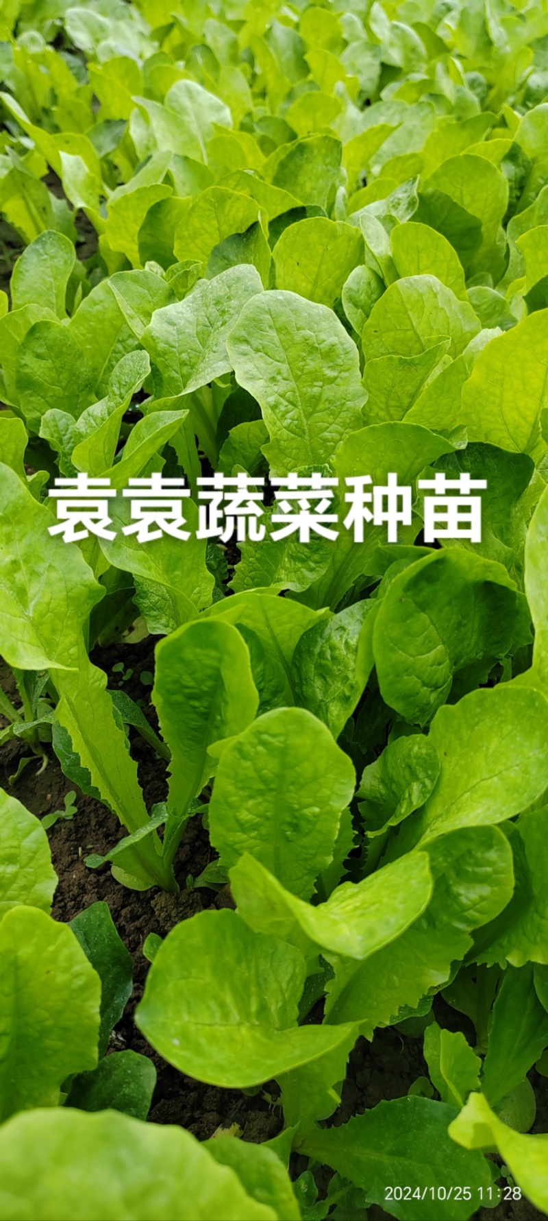 二青香莴笋苗