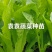 二青香莴笋苗