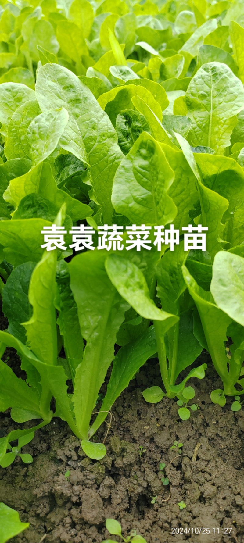 二青香莴笋苗